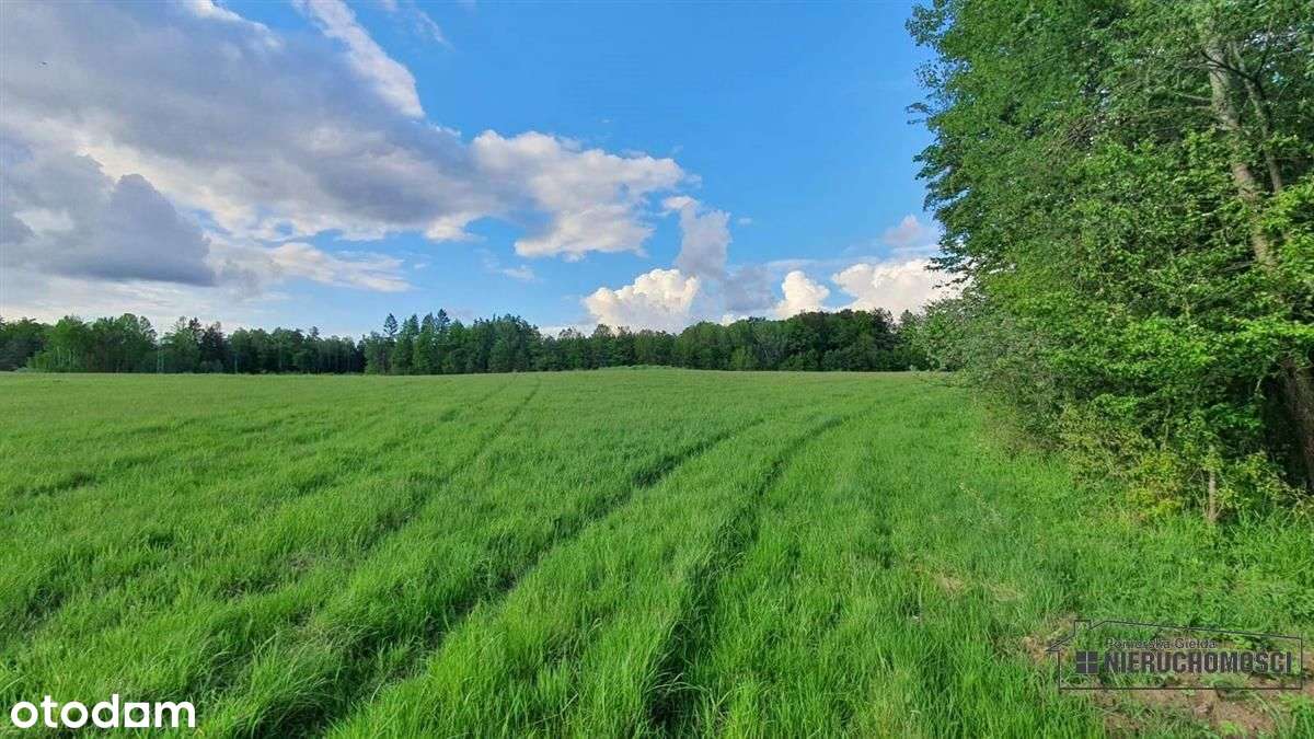 Działki rolne pod lasem, na raty - Pełny obrazek: 4/17