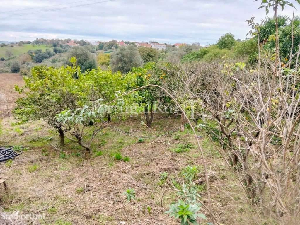 Quinta com 13.000 m² e 3 Moradias no Cartaxo, Póvoa da Isenta-19
