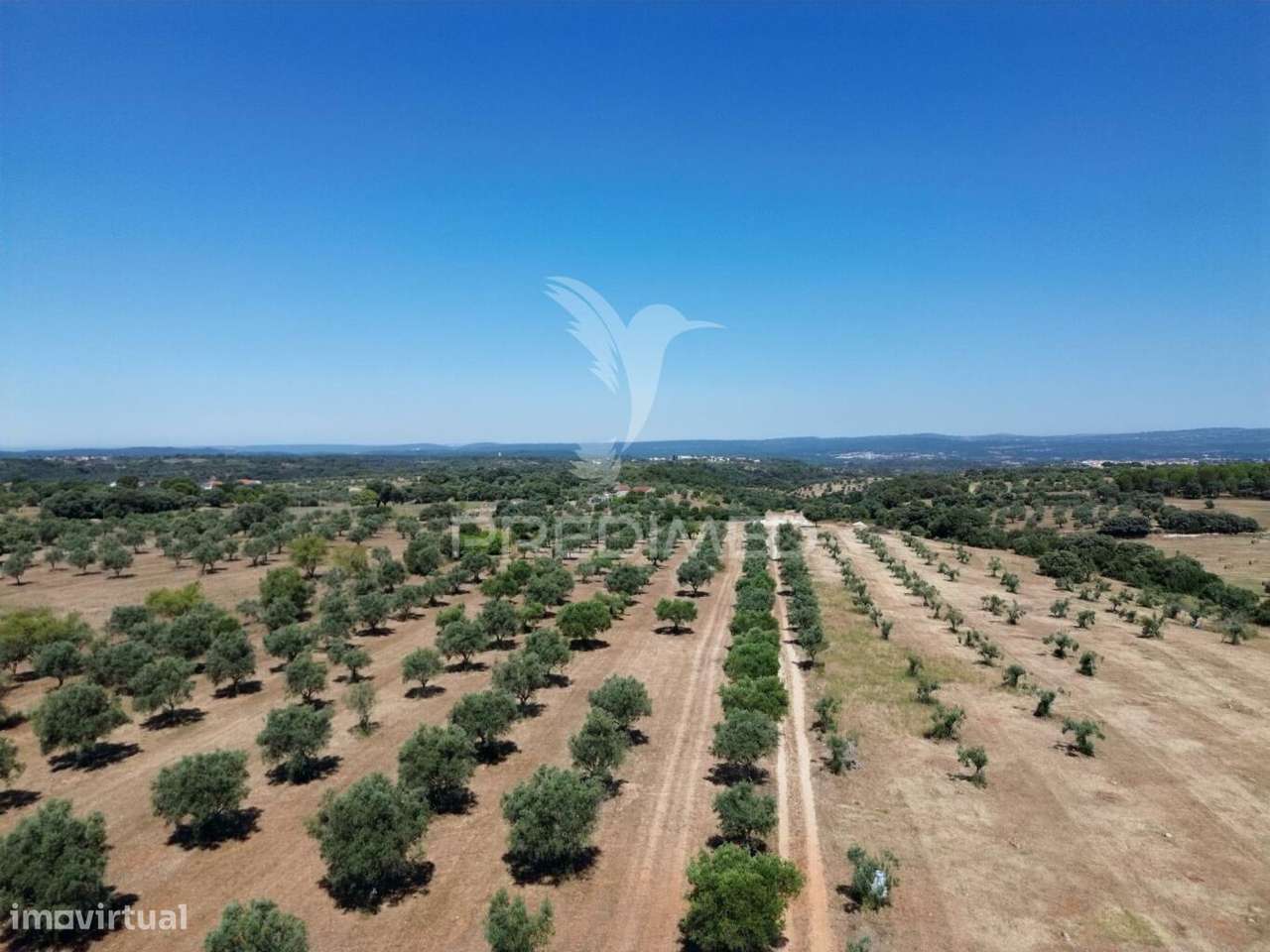 Quinta rural com olival, com uma área de 42,480m2 Vaqueiros, Santarém - Grande imagem: 3/34