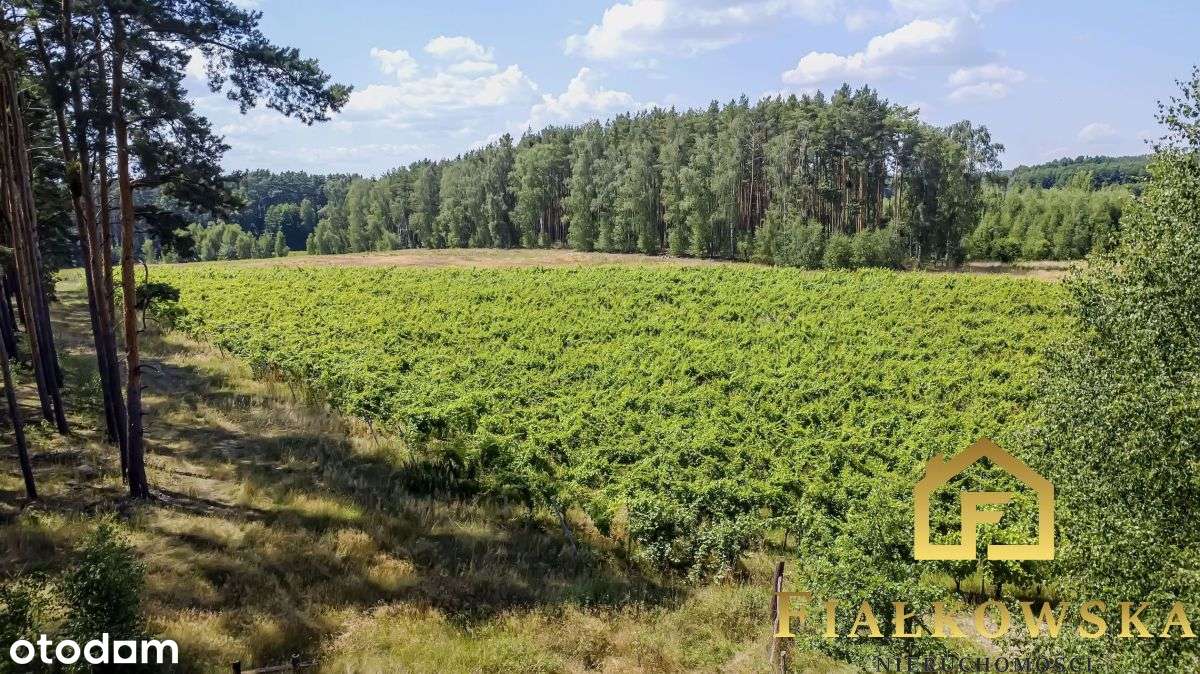 Działka rolna z istniejącą winnicą - Łaz-2