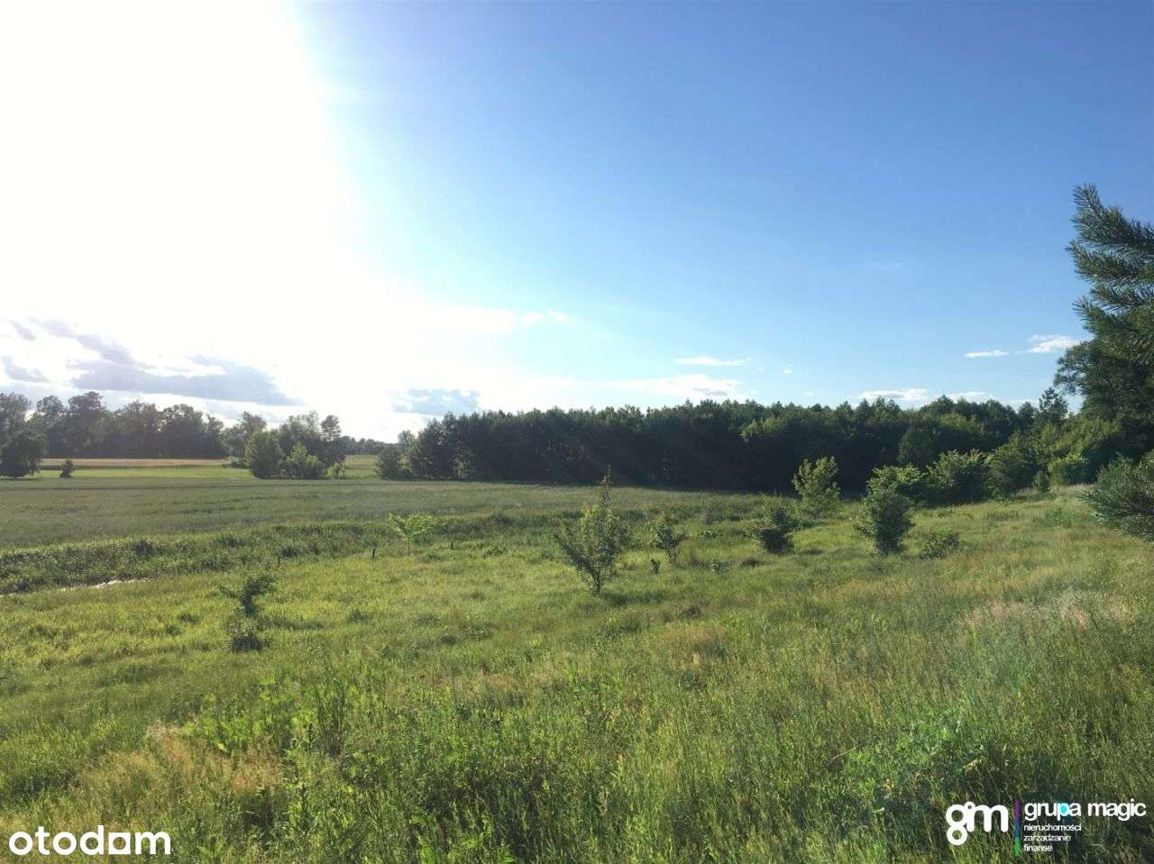 Działka z lasem 7089m2 Grabowiec - Pełny obrazek: 5/8