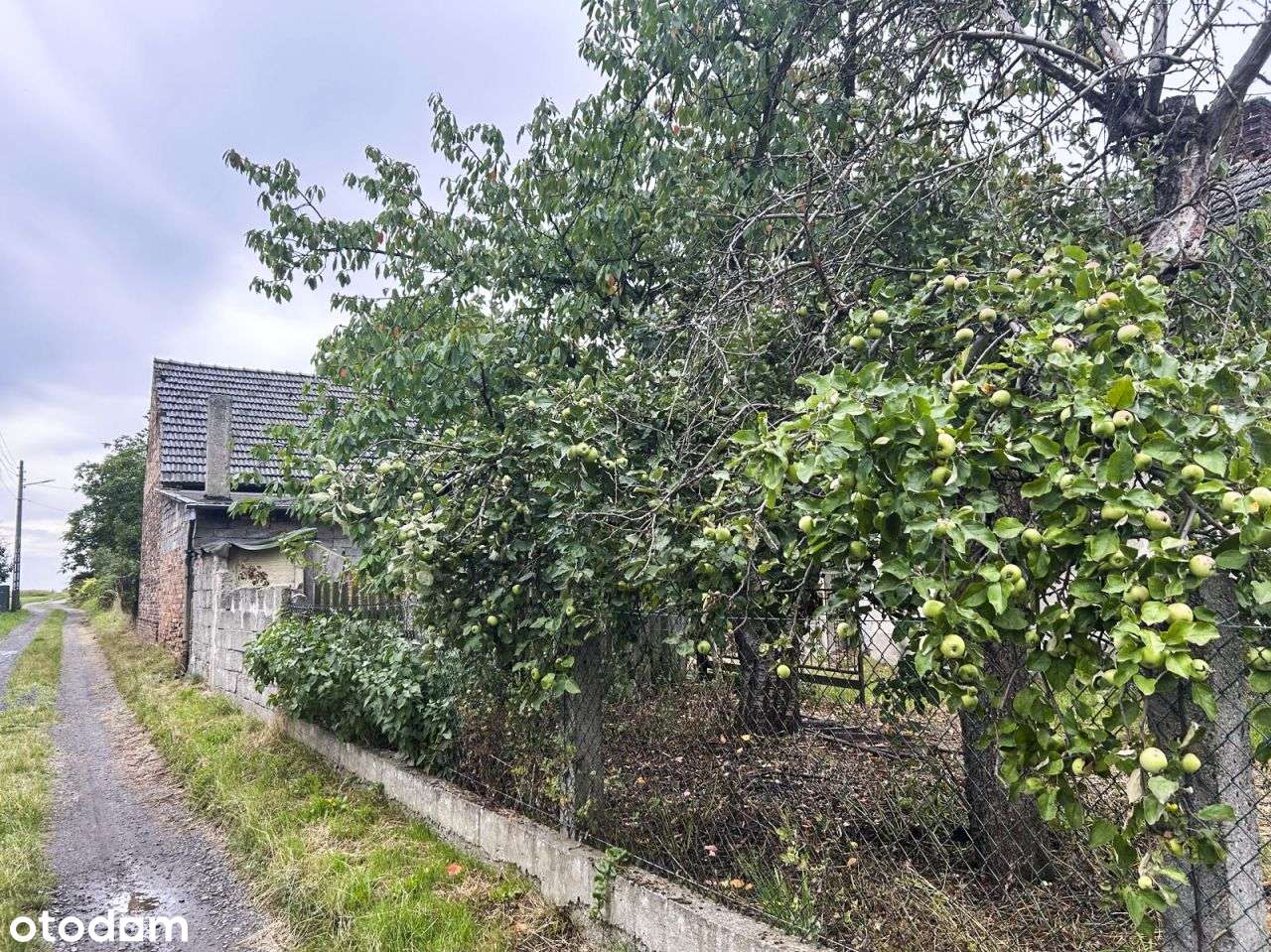 Dom 100 m2 na działce 18 ar do remontu Wawelno - Pełny obrazek: 4/16