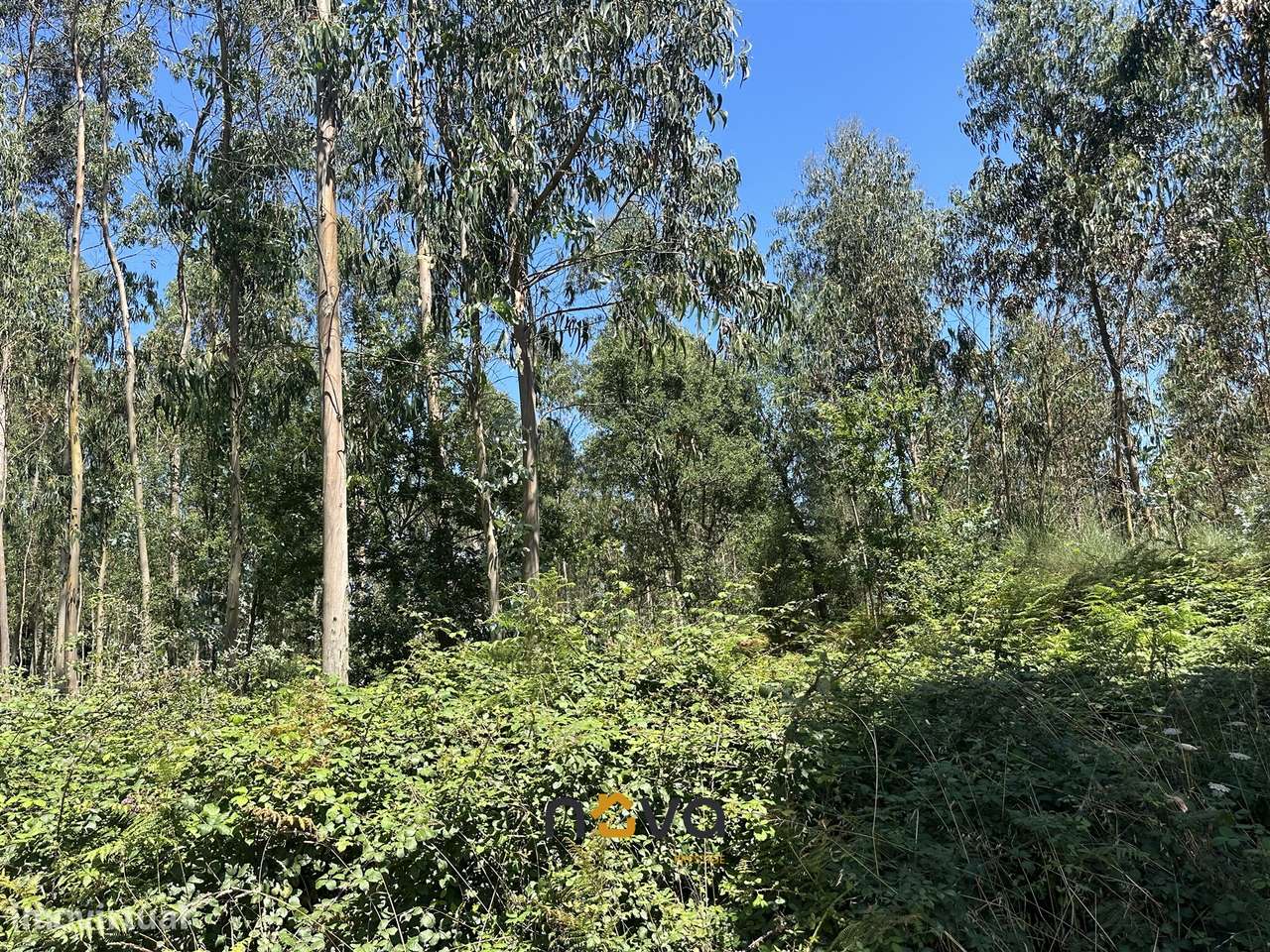 Terreno com 6100m2 em Gião, Vila do Conde NOVA Imobiliária - Grande imagem: 5/25