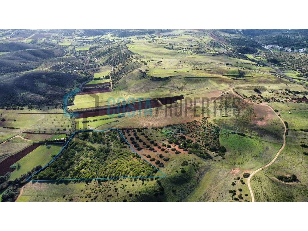 Terreno Rústico com Plantação de Pinheiros na Raposeira - Grande imagem: 1/24