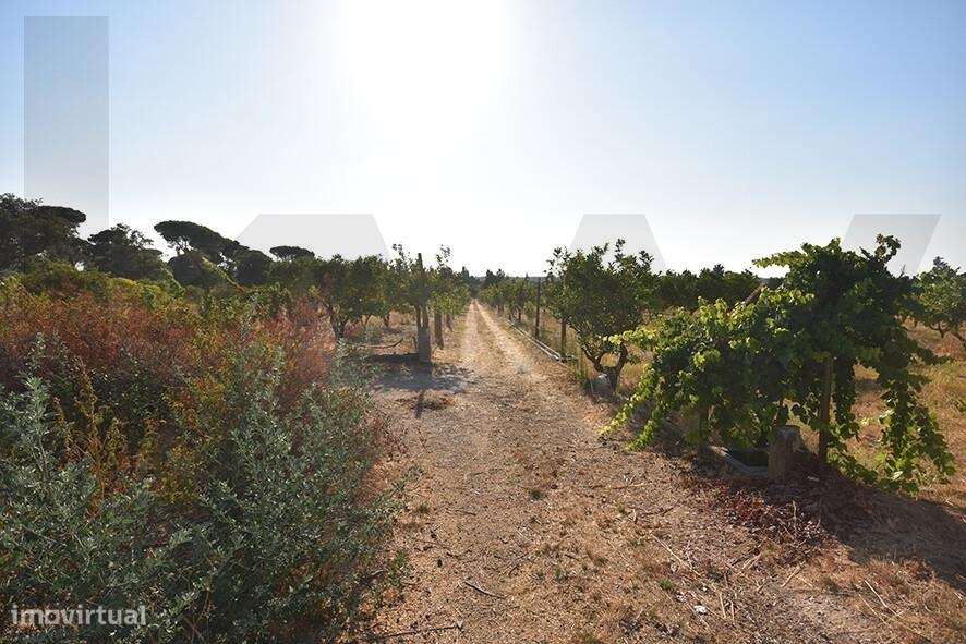Quinta das Ladeiras – Oportunidade de investimento em Azeitão - Grande imagem: 3/21