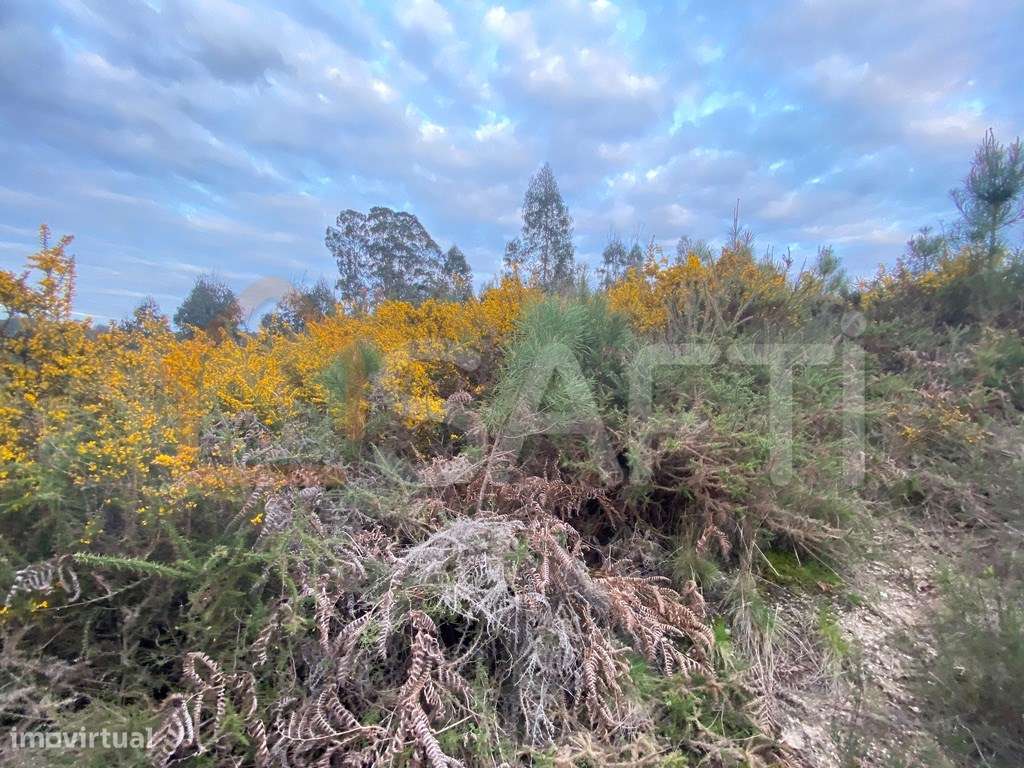 Vende Terreno na EM 624 2910 m2 45 000€ Lajeosa Tondela - Grande imagem: 5/12