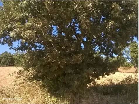 Terreno, Bragança, Vinhais - Grande imagem: 5/5