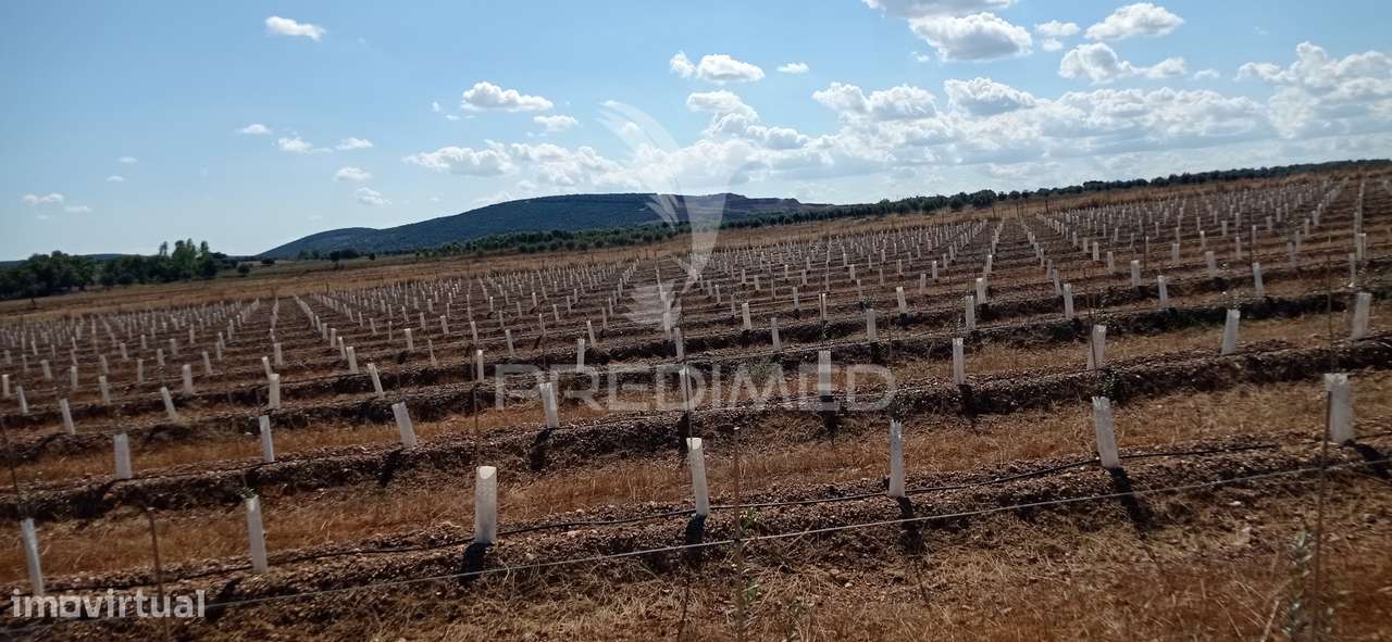 Olival Super Intensivo de 5,9ha à venda em Cano- Sousel - Grande imagem: 4/12