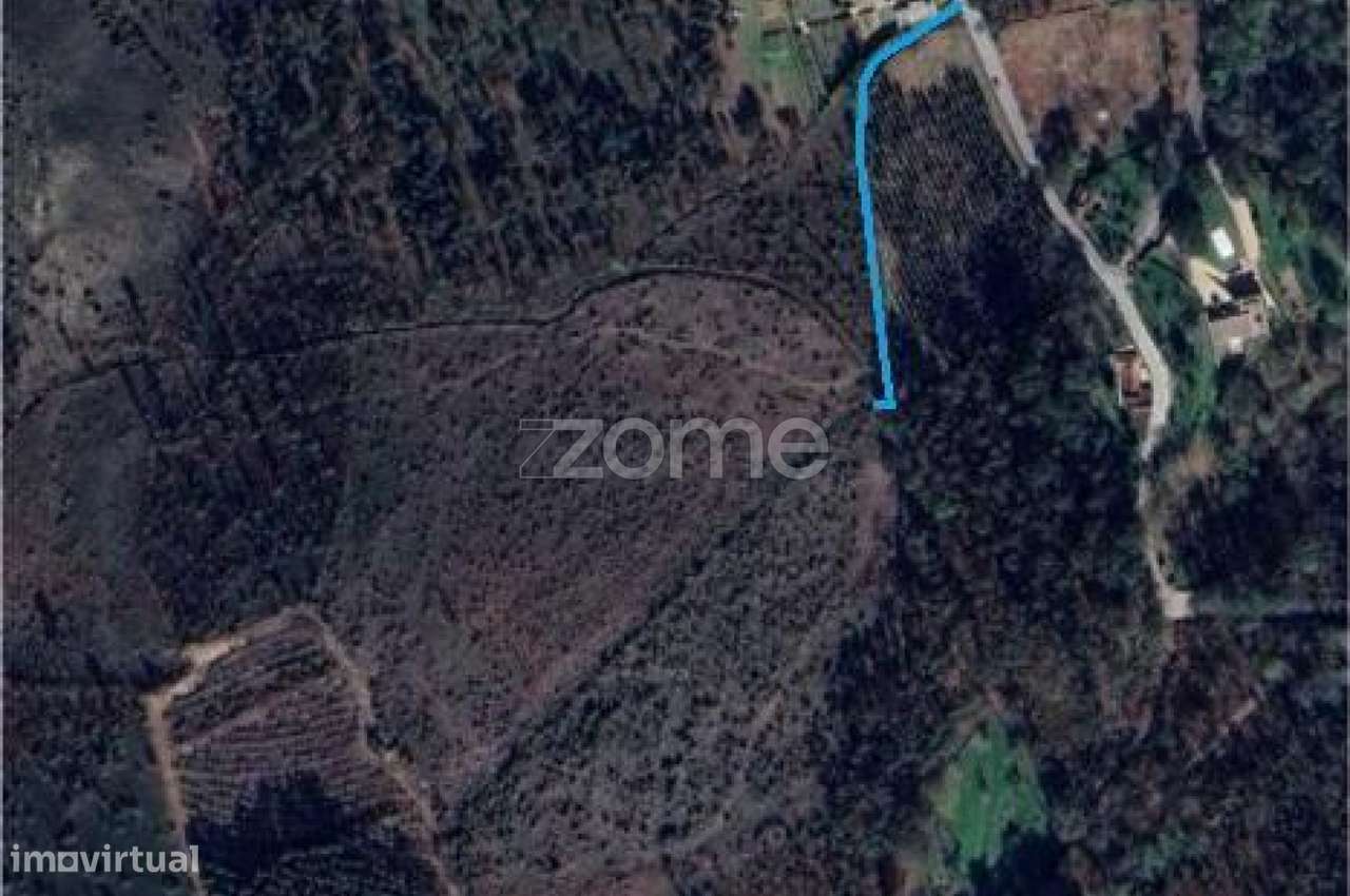 Terreno Florestal sito em Guimarei! - Grande imagem: 3/15