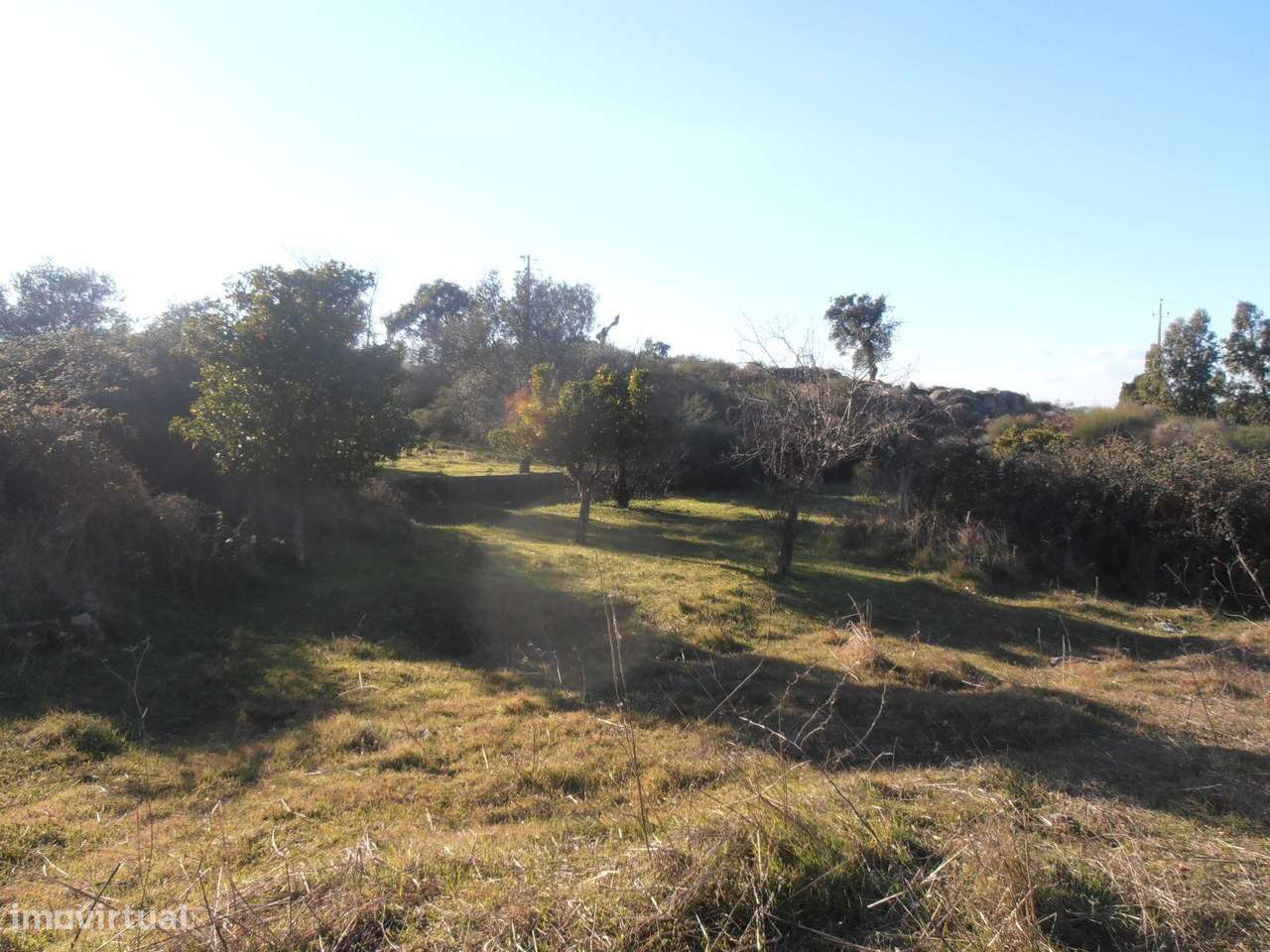 Quinta-12