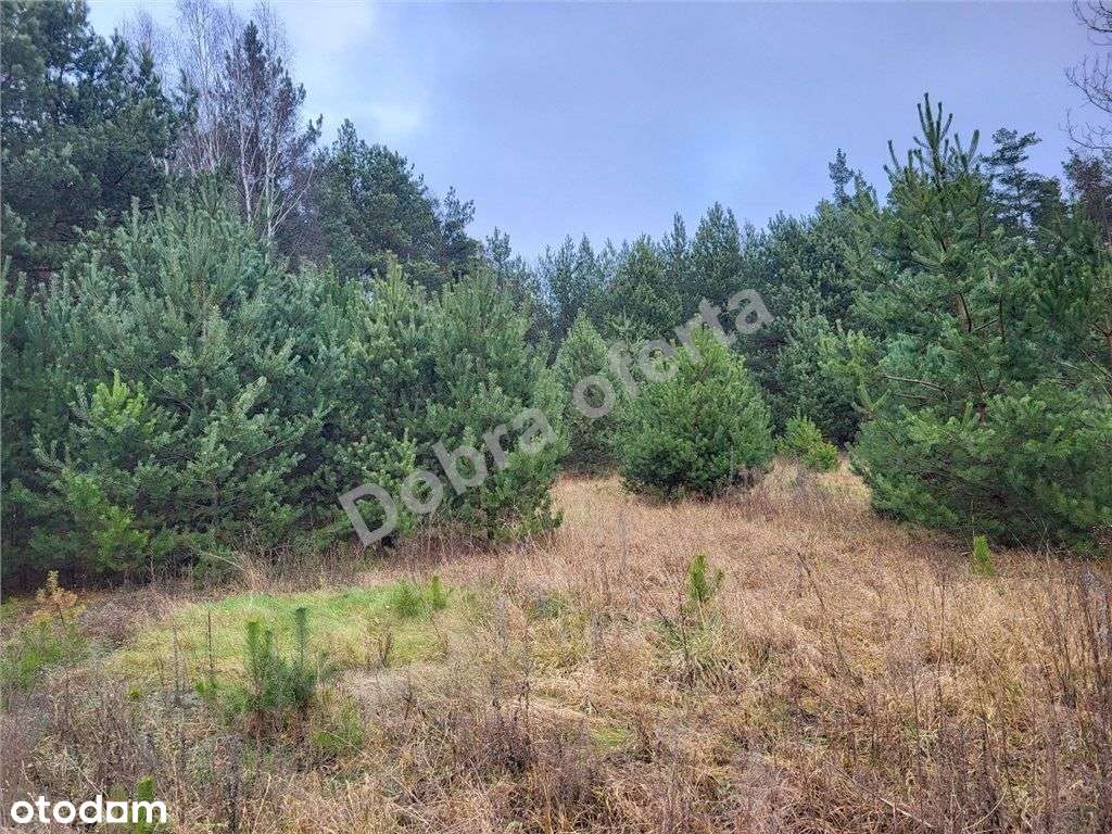 Duża piękna działka obok Kałuszyna-5