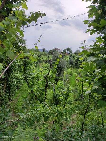 Terreno com vinha e uma casa antiga - Grande imagem: 5/9