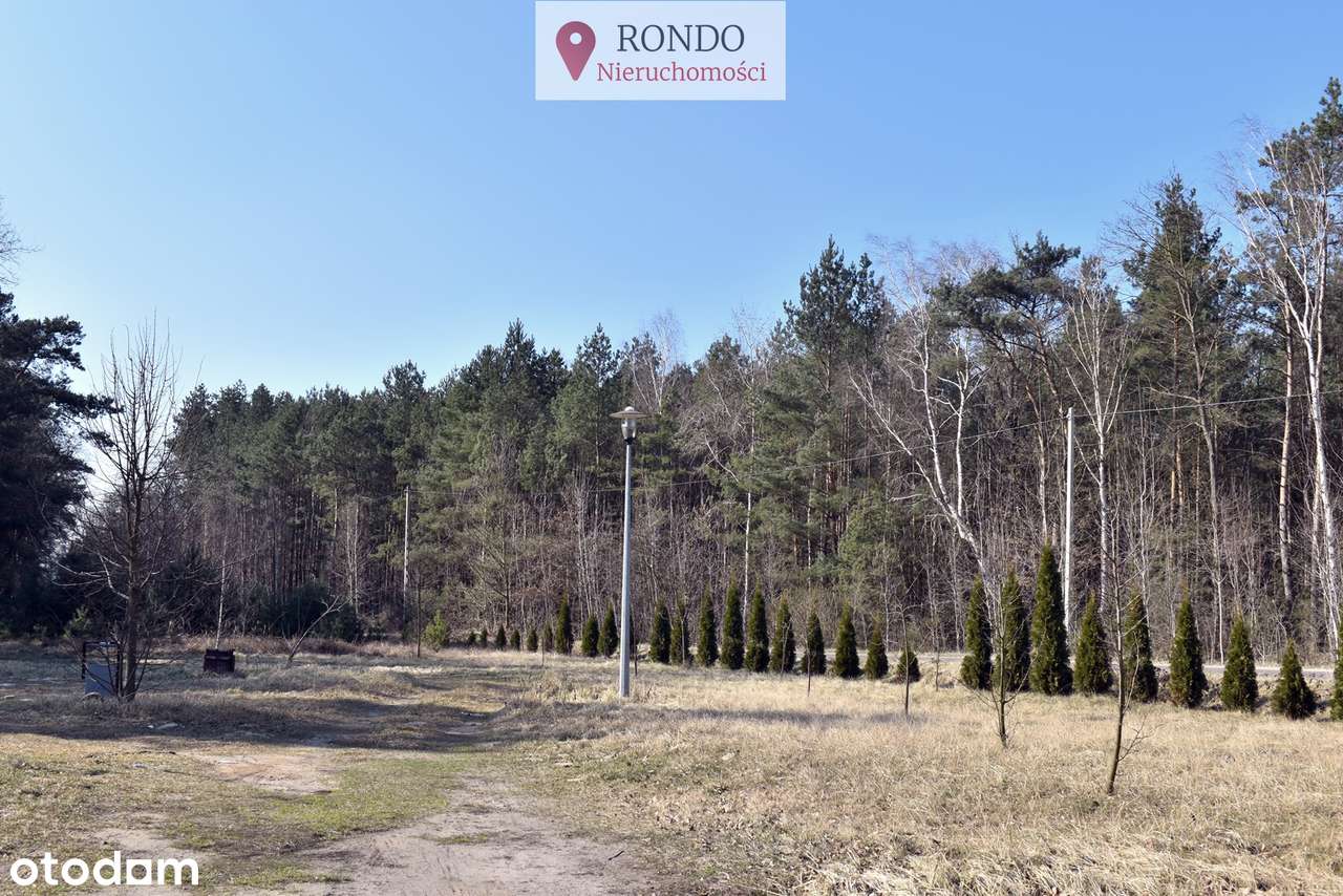 * LAS-y *  SACZYN * 8 ha łącznie * - Pełny obrazek: 5/8