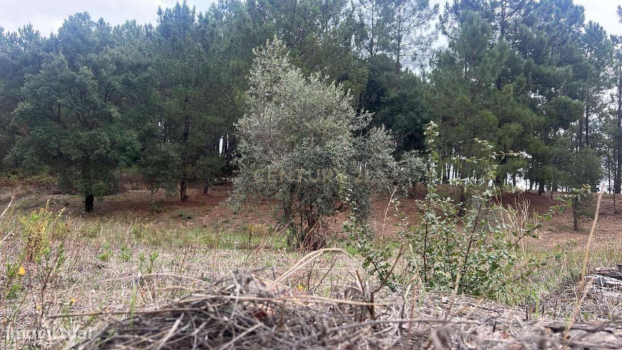 Terreno com pinheiros – Ideal para estaleiro em Proença-a-Nova - Grande imagem: 4/8