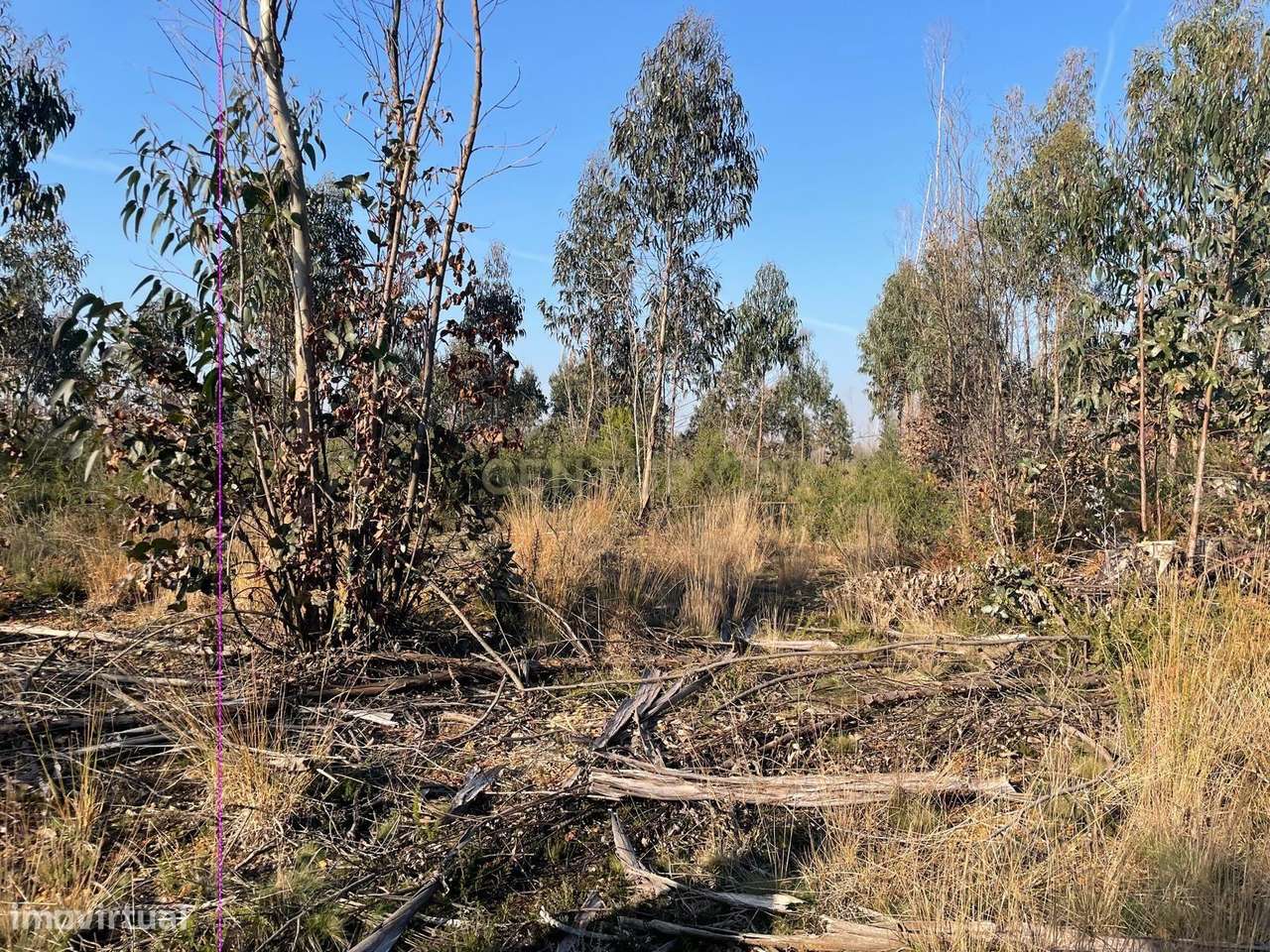 Terreno Rústico com 38.038 m² na Zona Industrial de Albergaria-a- Nova-2