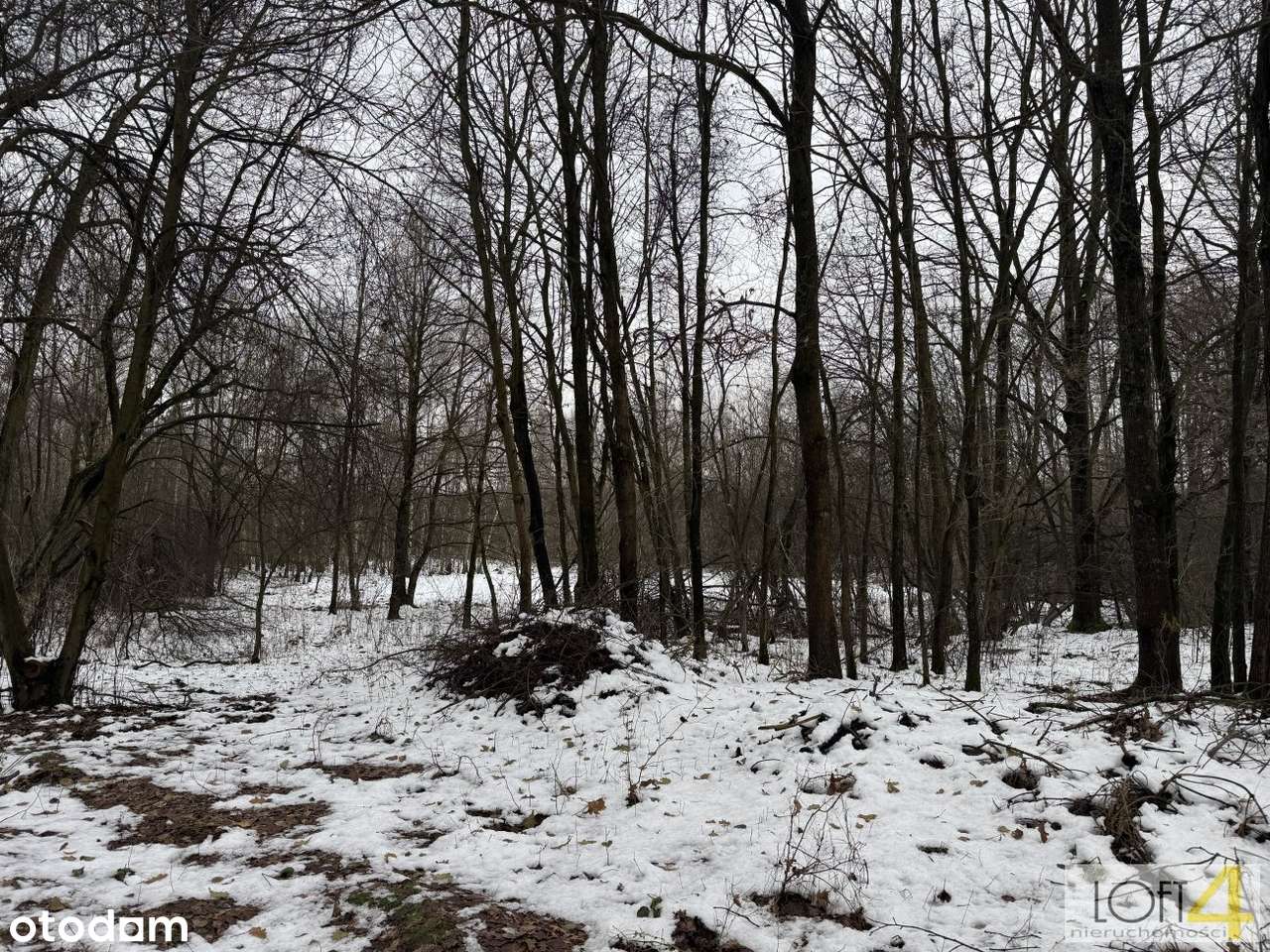 Duża działka z WZ -  otulona lasem - Pełny obrazek: 5/15