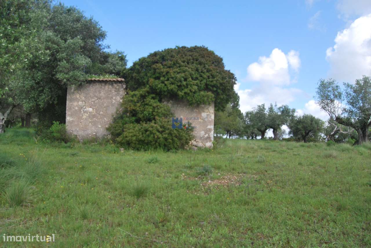 Terreno de 5 Hectares Torres Novas - Grande imagem: 1/60