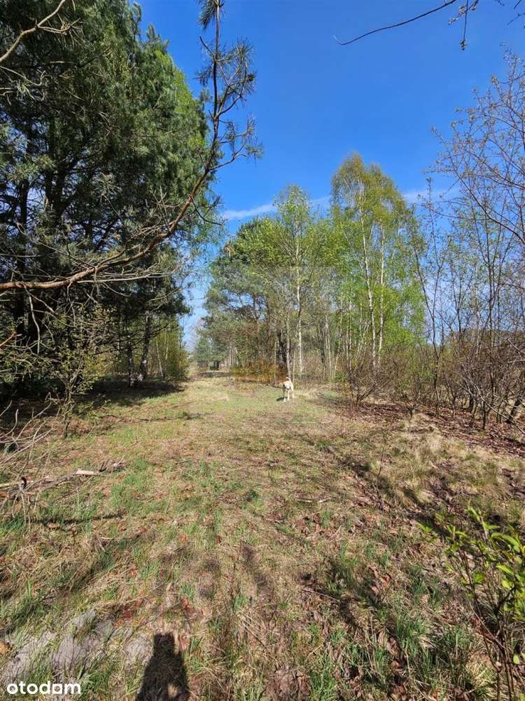 Nowa Cena działka bud 4319m2 Pęclin, gm. Wiązowna - Pełny obrazek: 4/7