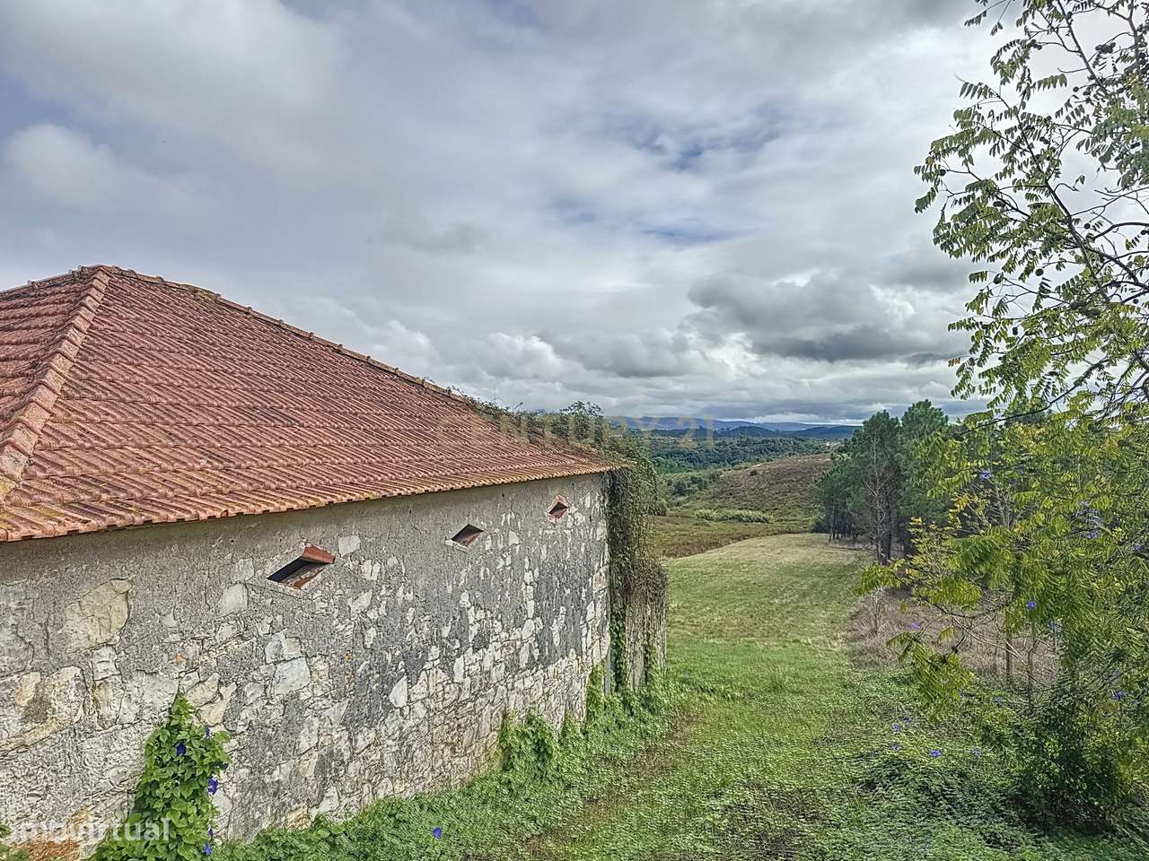 Terreno - Adega - Para Restaurar -  Montes - Quinta - Alcobaça - Grande imagem: 4/10
