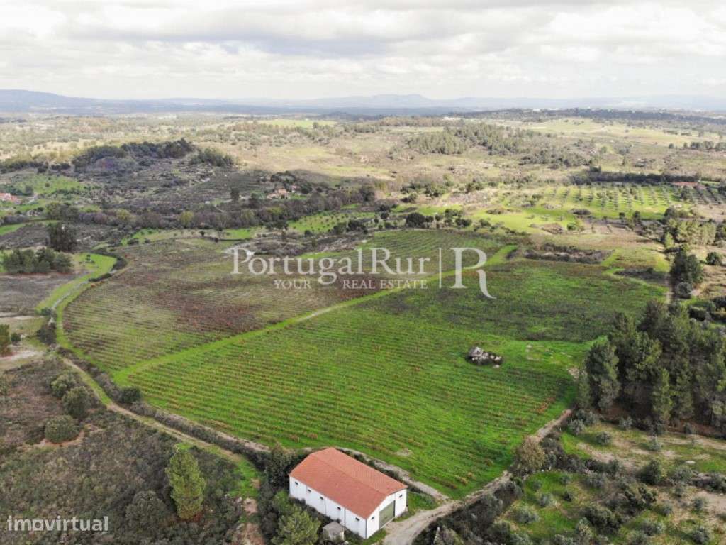 Vinha com 9.4 hectares na zona de Idanha-a-Nova - Grande imagem: 4/29