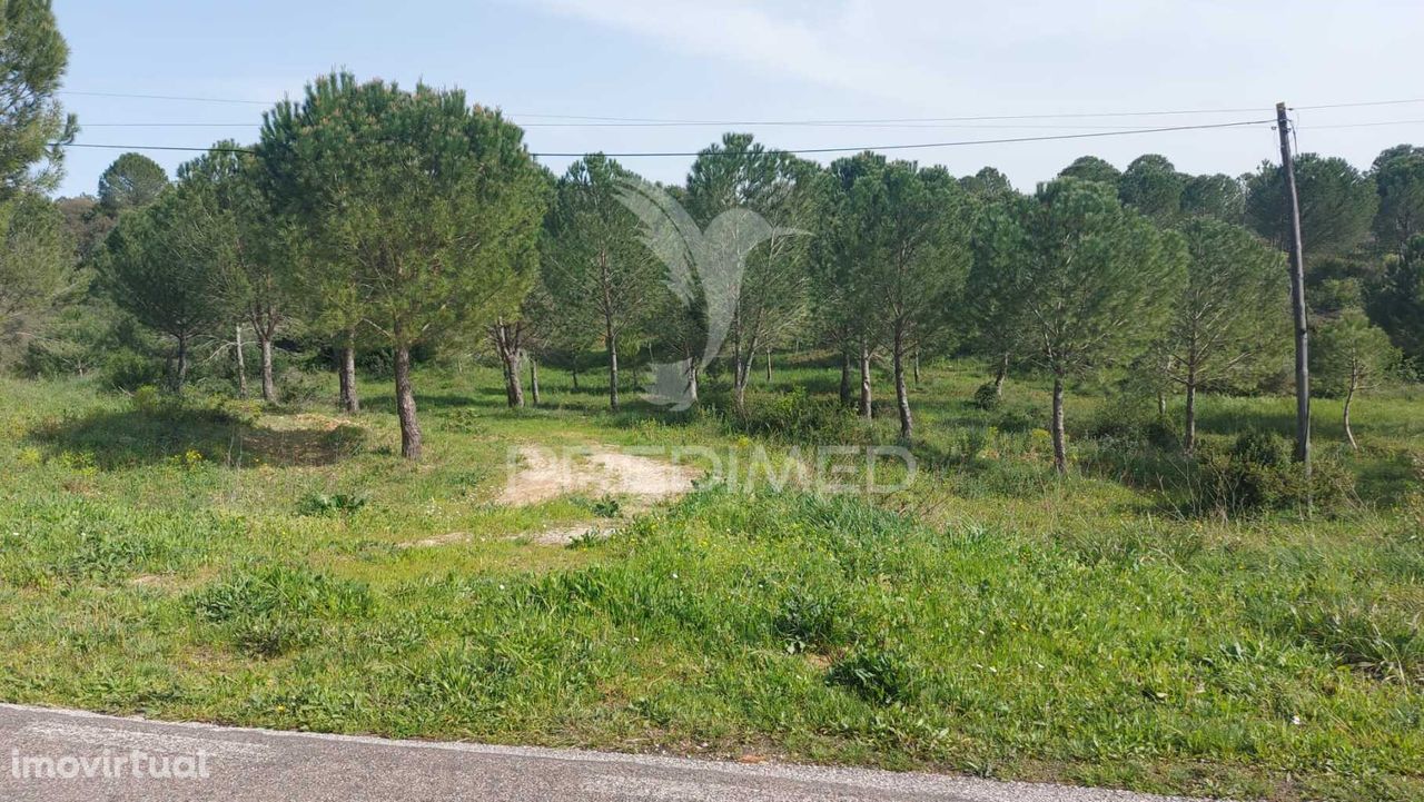 Terreno Rústico, Pinhal em Pernes.