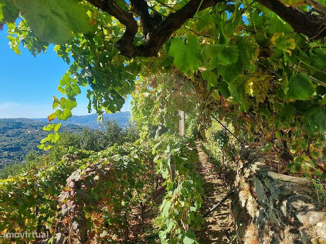 Quinta  para venda-22