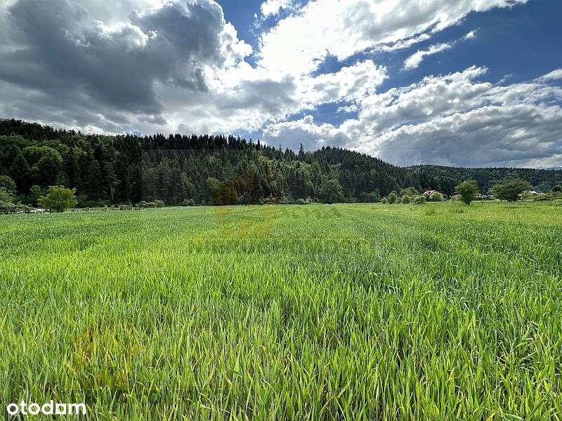 Gołkowice Dolne gmina Stary Sącz, działka mieszkalno-usługowa - Pełny obrazek: 5/5