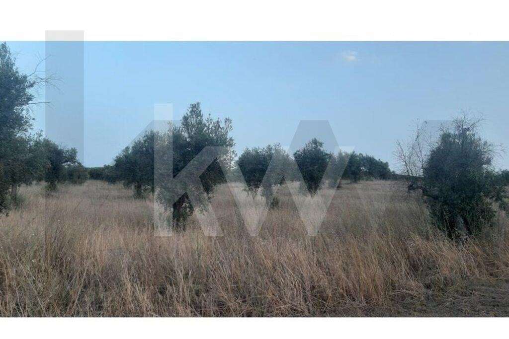 Terreno rústico com plantação de Olival em Avis Portalegre - Grande imagem: 4/10