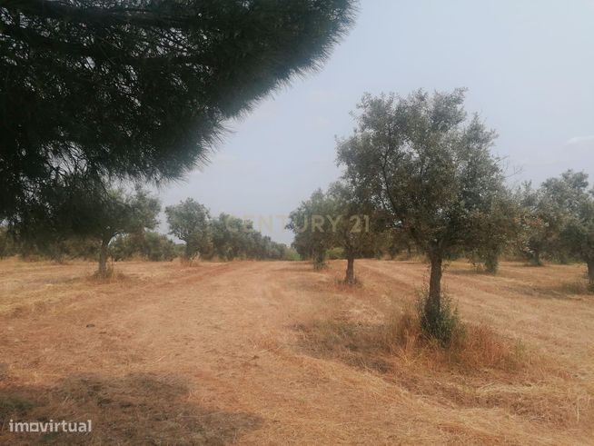 Terreno/Olival  de 11.700 m2 , com Casa para recuperar,  Olival tradic-27