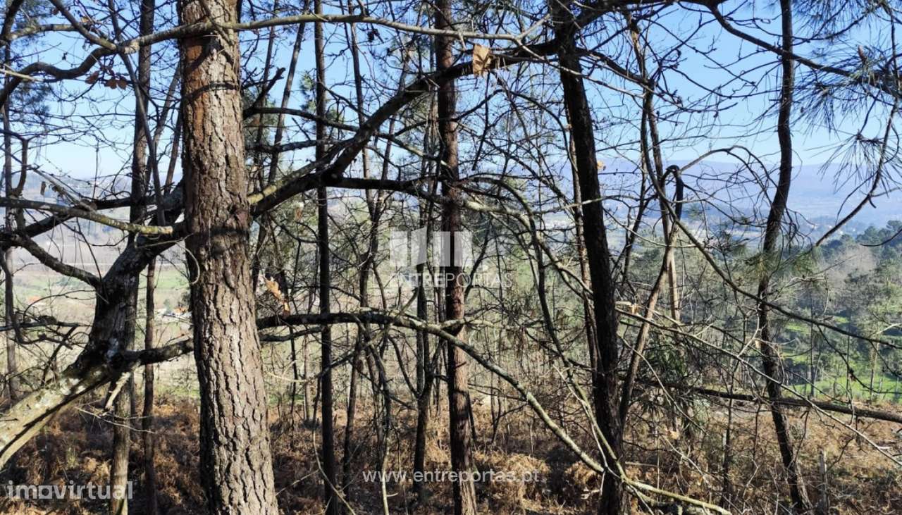 Venda Terreno, Constance, Marco de Canaveses - Grande imagem: 4/30