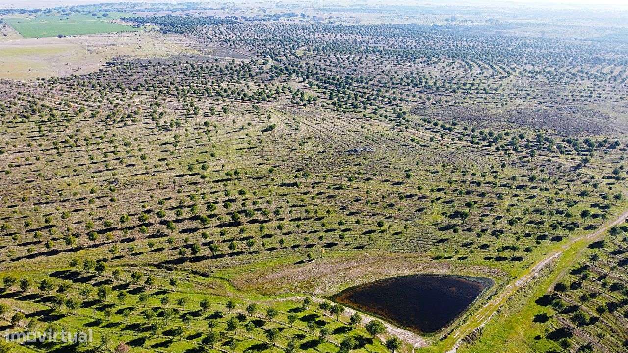 Herdade junto ao Lago de Alqueva - Mourão - Grande imagem: 5/15