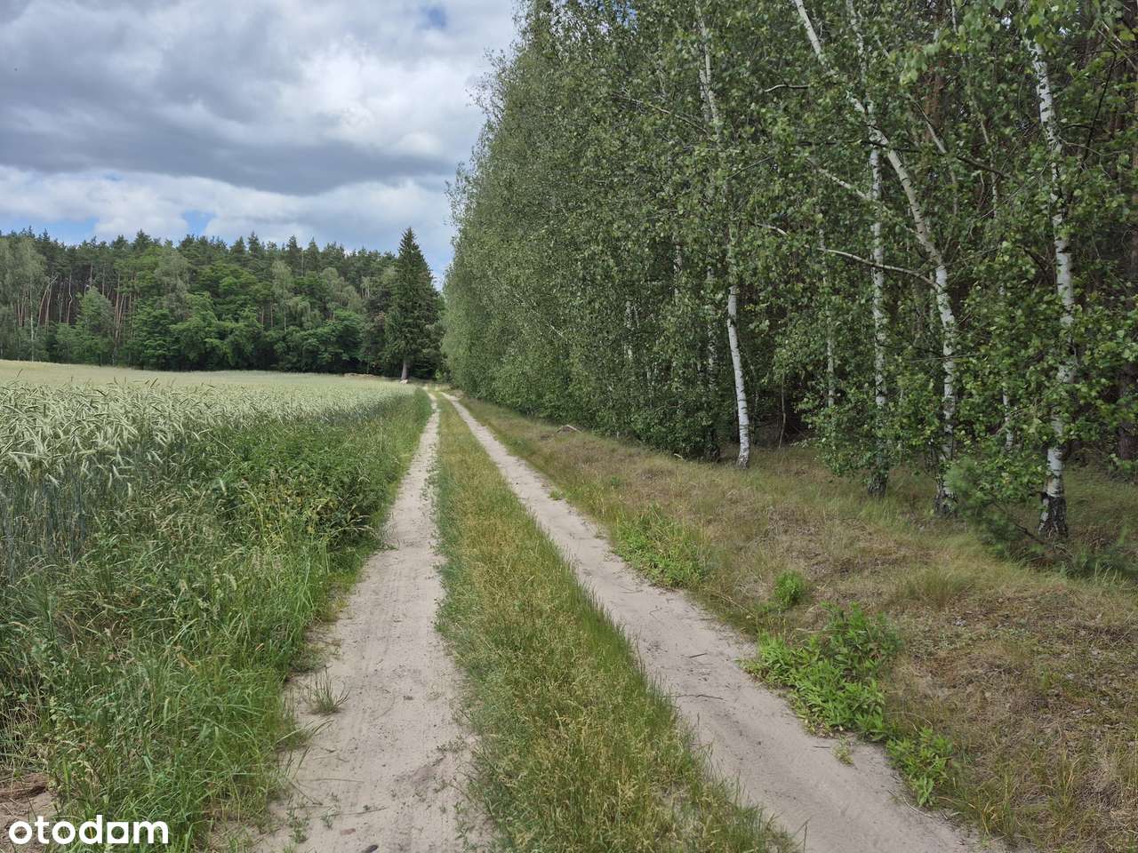 Działka SIEDLISKOWA 1MR 40km od Poznania lasy  jezioro, stadnina koni-16
