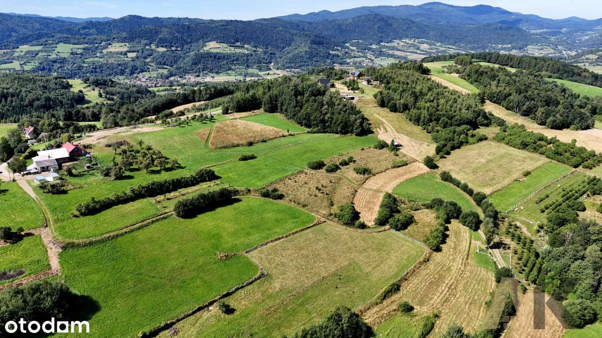 Działka rolna 26,5ar Wola Piskulina - Pełny obrazek: 5/12