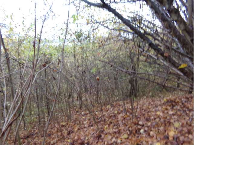 Udział 1/2 - działka o pow. 0,5600 ha Jaźwiska gm. Gniew pow. tczewski - Pełny obrazek: 2/5