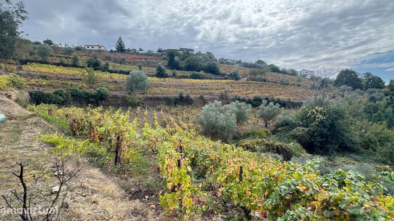 Quinta do Prado em Moura Morta, Régua-26
