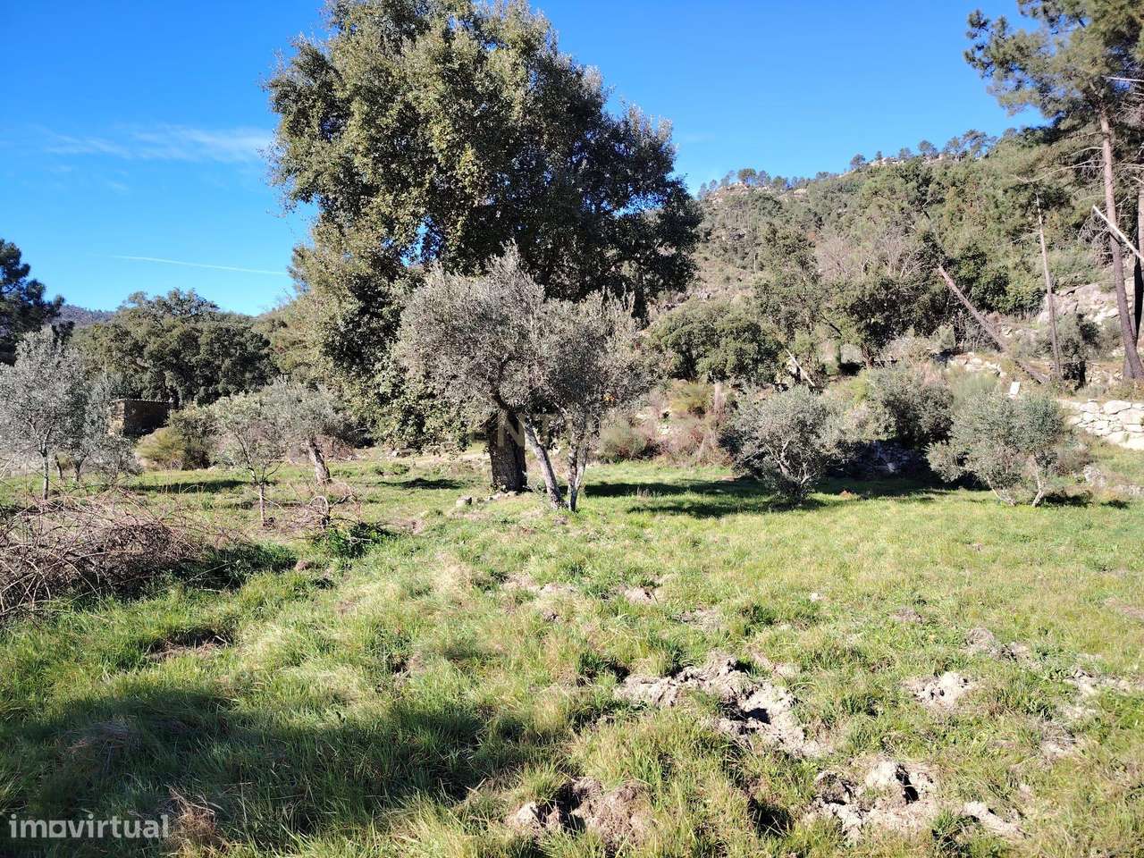 Terreno rústico, Louriçal do Campo, Castelo Branco - Grande imagem: 2/9