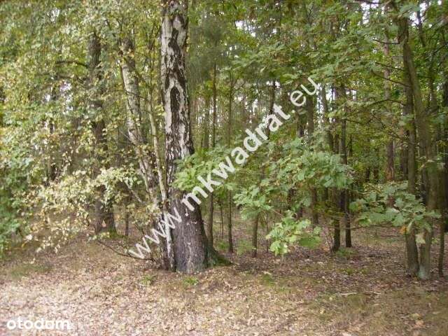 ⭐⭐⭐⭐Wyjątkowa piękna działka leśna z pr. zabud⭐⭐⭐⭐ - Pełny obrazek: 4/7