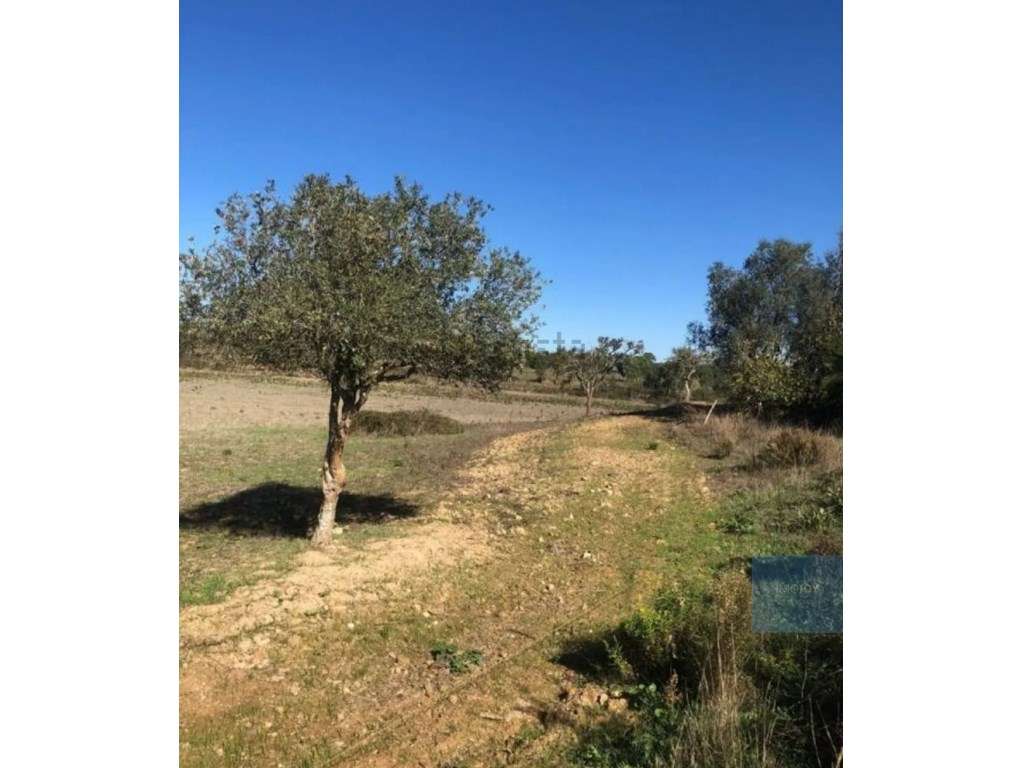 Terreno Rustico no Cercal - Grande imagem: 5/16