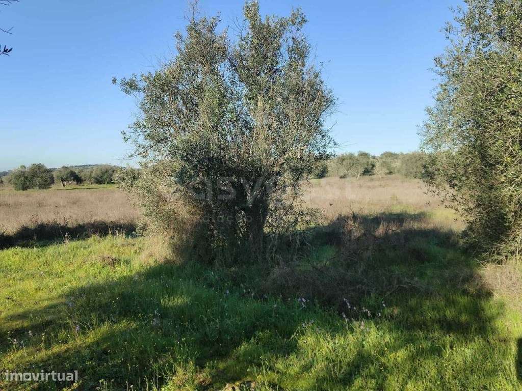 Terreno Rústico com 4750m2 localizado na freguesia de Vila Alva - Grande imagem: 4/12