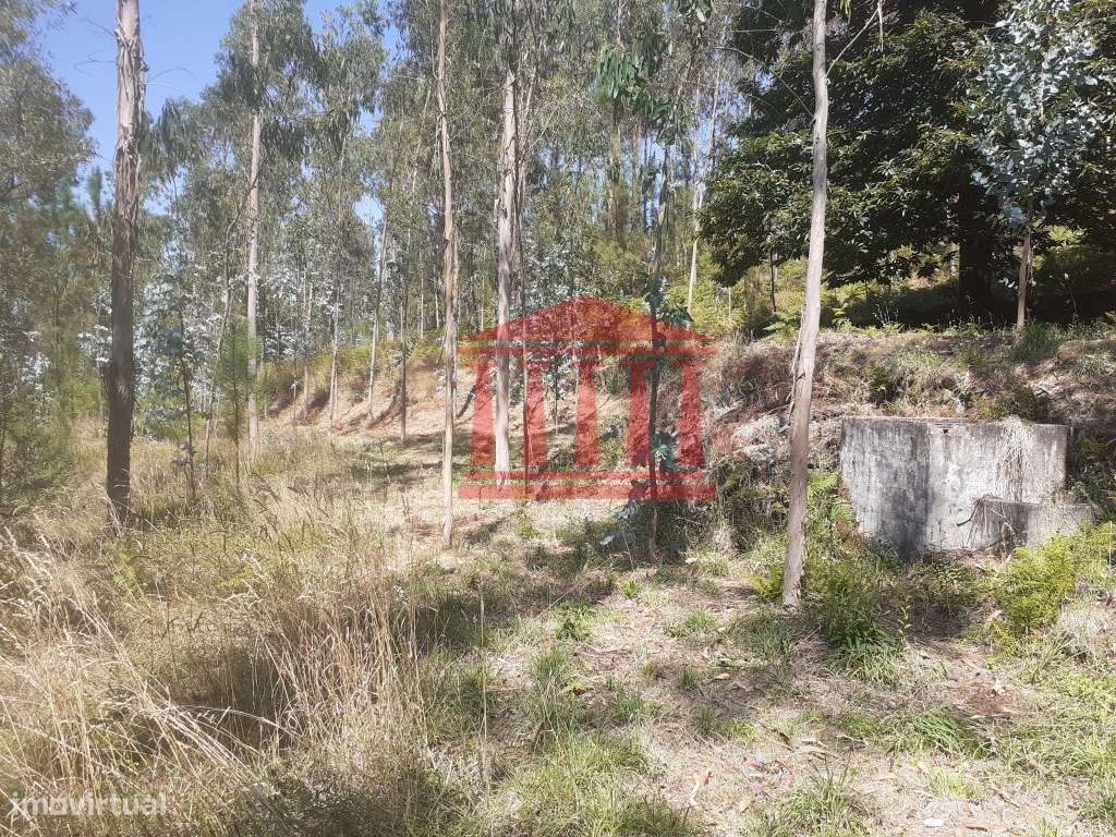 BOUÇA - Grande imagem: 2/26