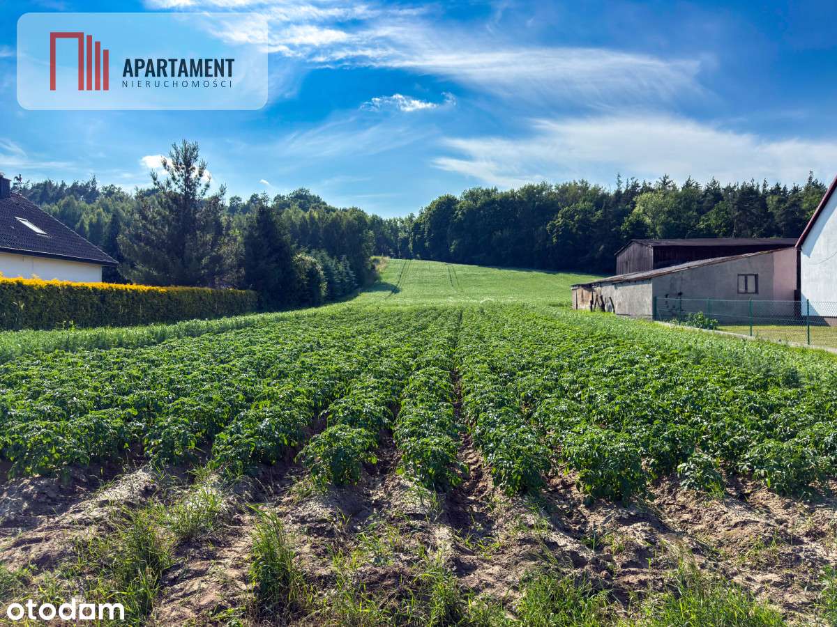 Tylko u nas! Działka-1,13ha-Gruczno-media-WZ - Pełny obrazek: 4/9