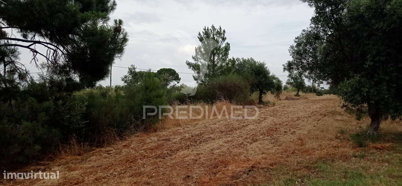 Terreno rústico com viabilidade de construção, Avis - Grande imagem: 4/14