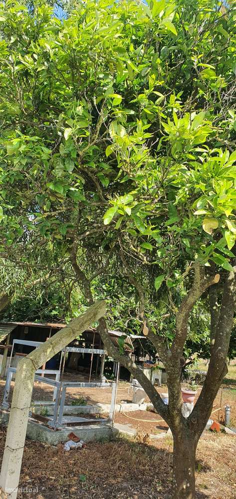 Quinta  5000m2 Viver no Campo Com a Cidade Por Perto Passil Alcochete-44