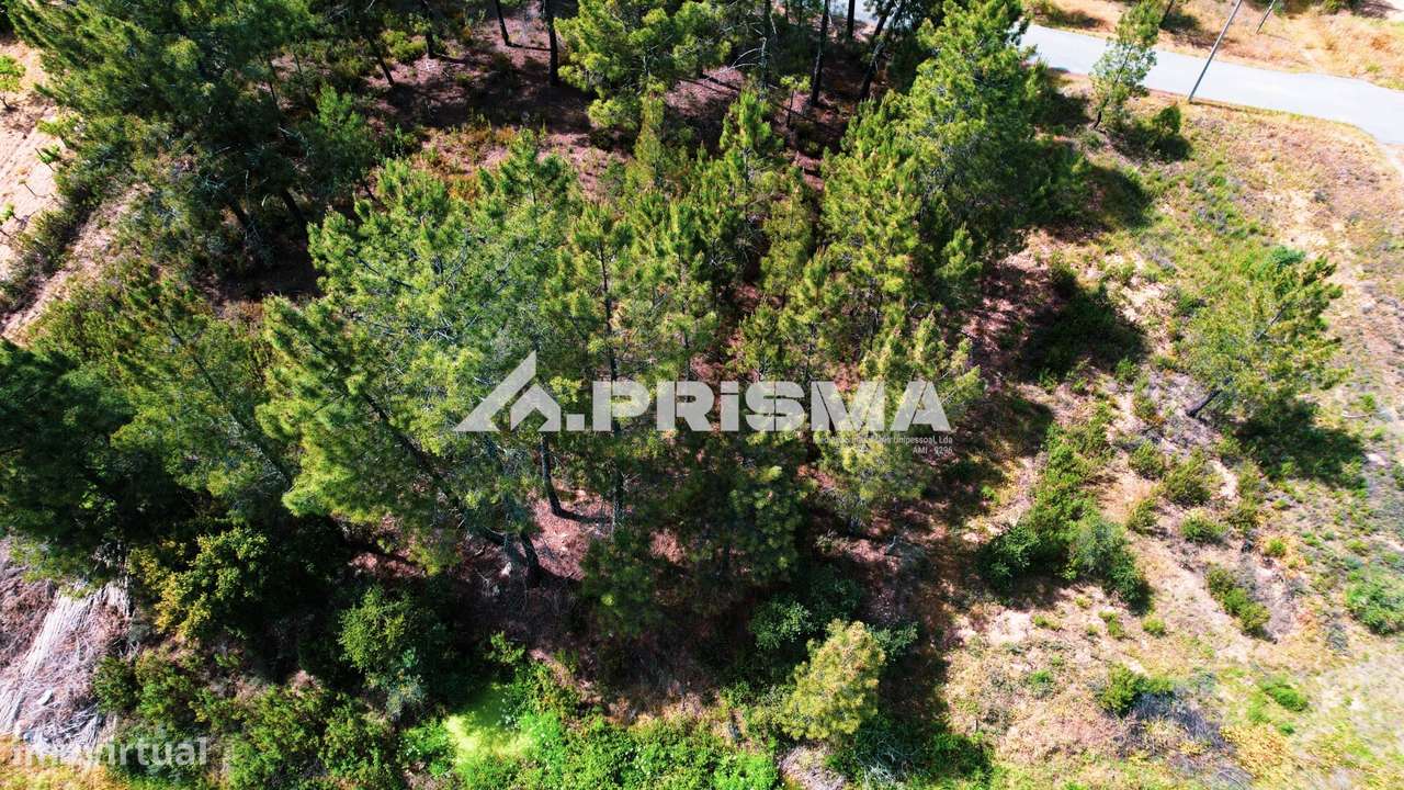 Terreno Rústico para Venda em Sarzedas - Grande imagem: 4/15