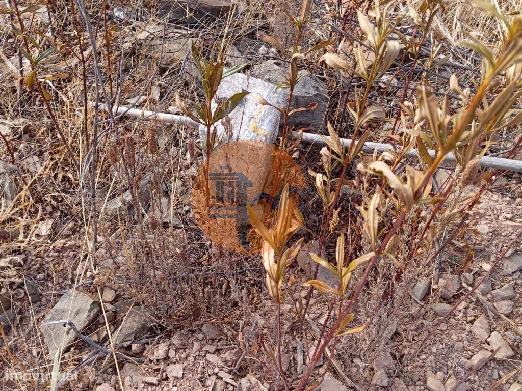 Terreno Rústico na serra de Conceição de Tavira - Grande imagem: 4/13