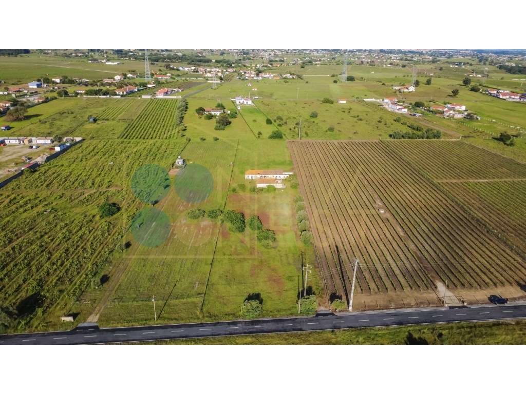 Quintinha com 6.688m ² e ruína para reconstrução | Arraiados, Pinha...-18