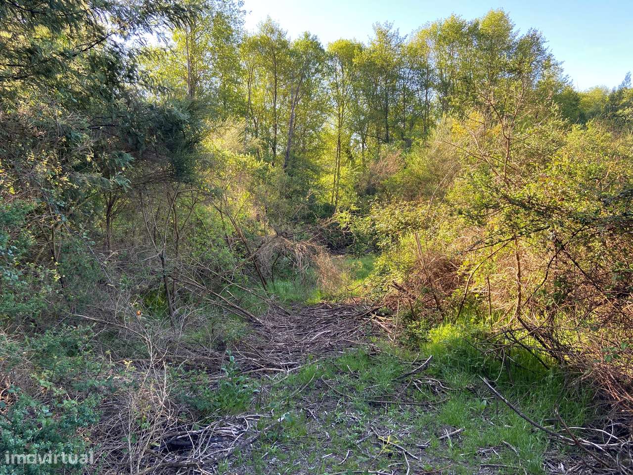 Terreno, Viseu, Tondela, Tonda-15