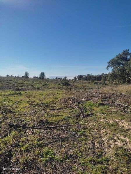 terreno rústico em alpiarça - Grande imagem: 4/6