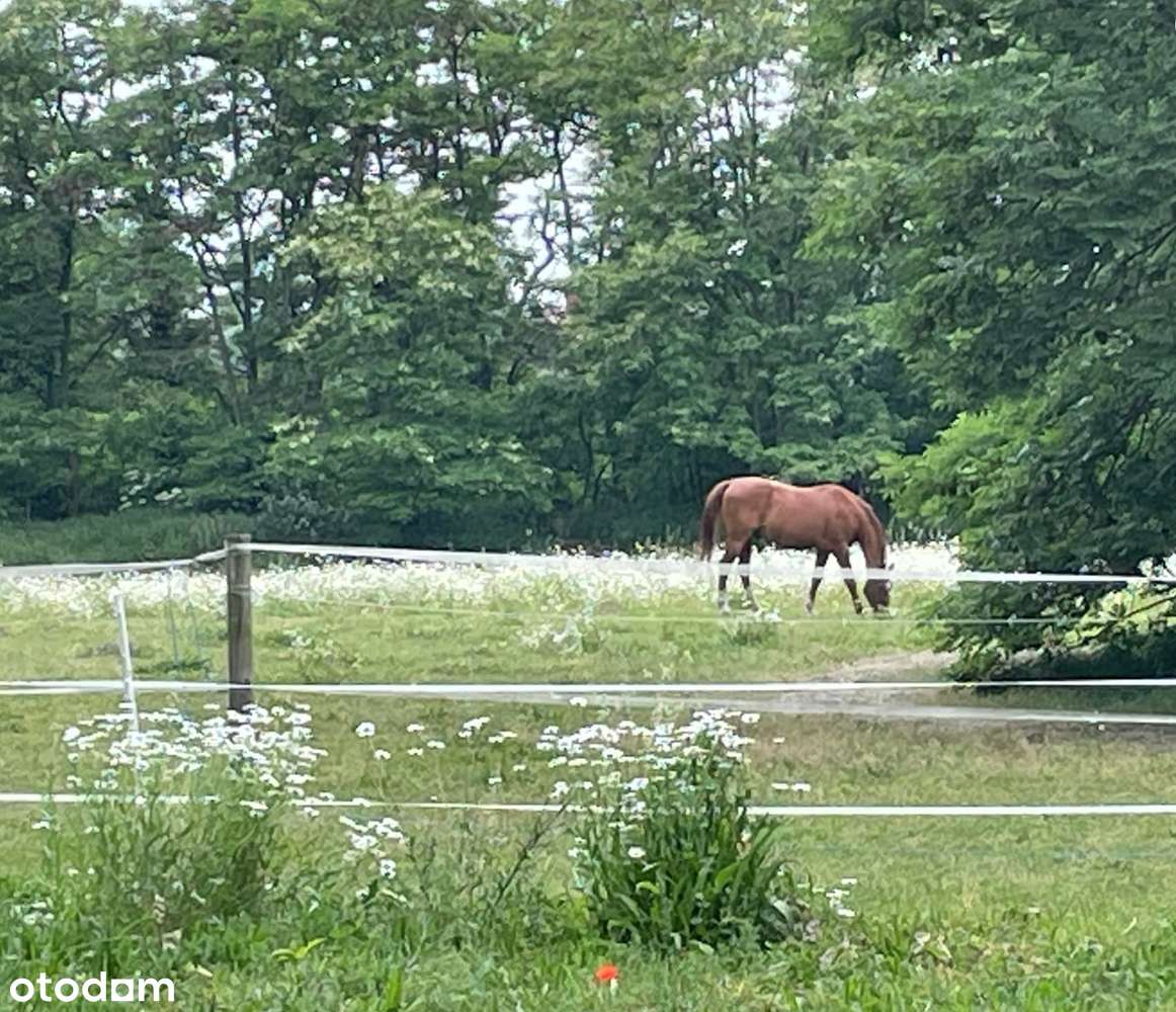Pałac,w którym można się zakochać-2