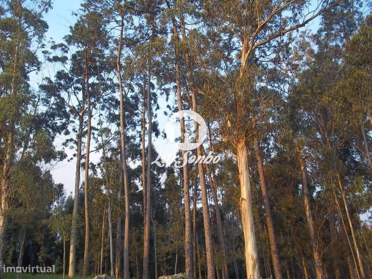 Terreno p/ construção c/ 516m2 em Beiriz - Grande imagem: 4/5